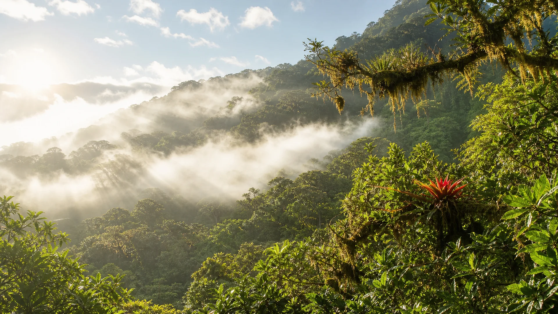 Cloud forest canopy in Ecuador